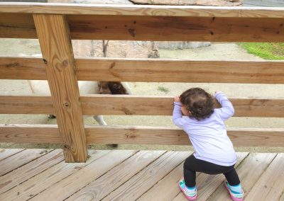 toddler girl looking into goat enclosure at the zoo