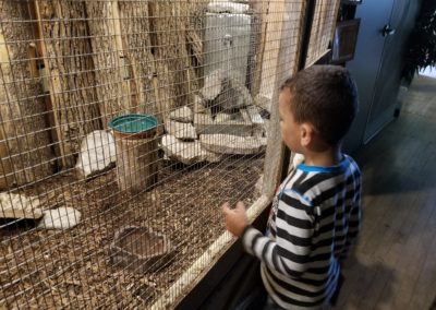 boy looking into bird cage