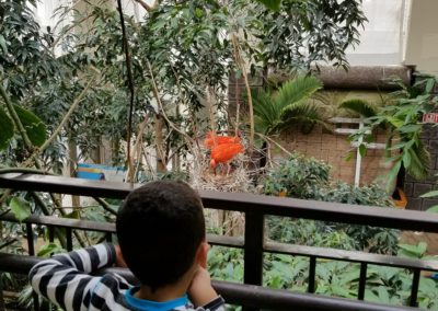 boy looking into flamingo enclosure