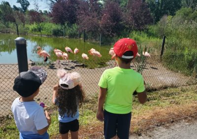 children looking at flamingoes