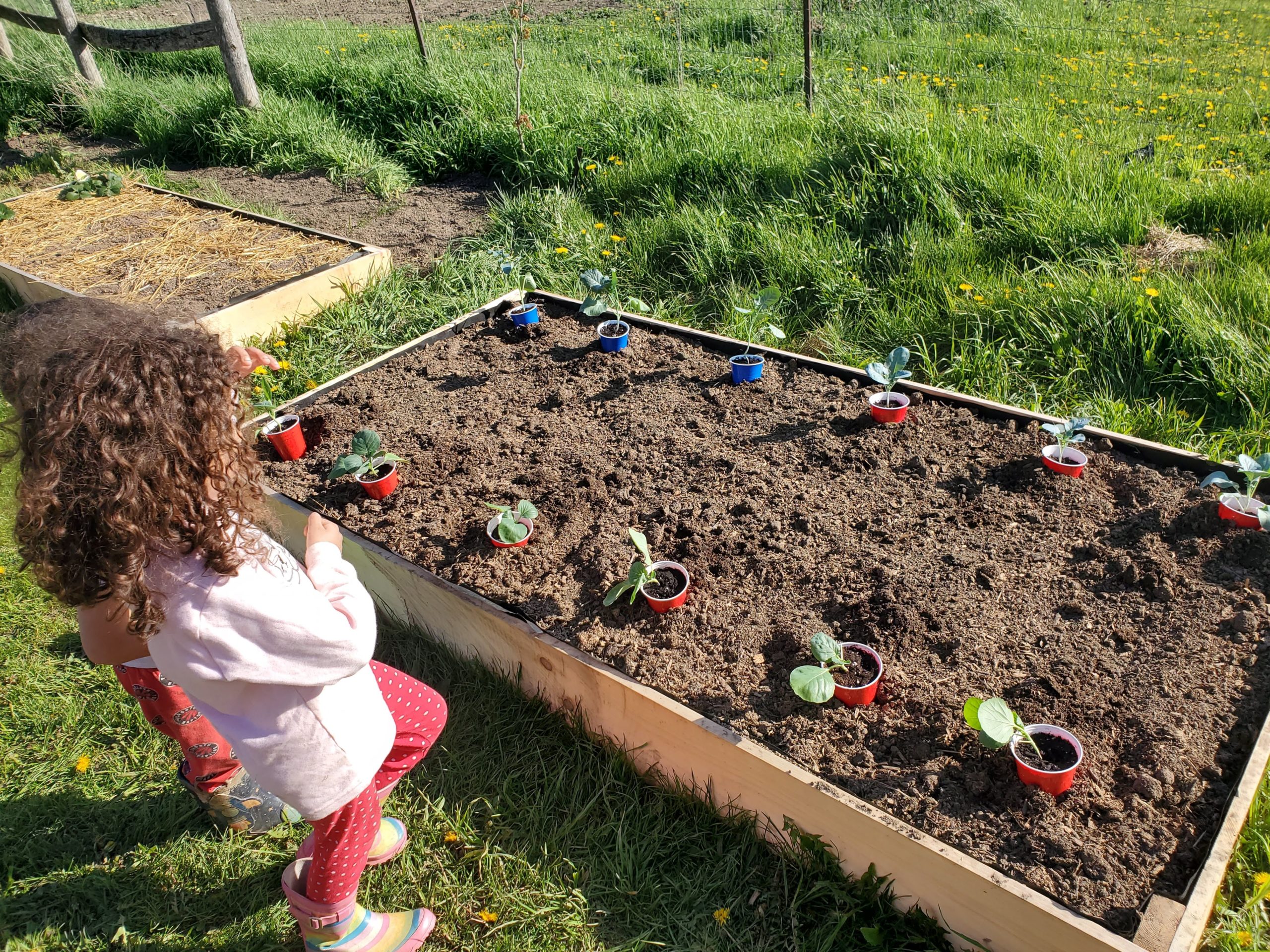 learning to garden child looks at how food grows